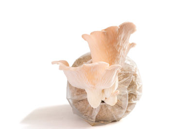 Close-up of mushrooms against white background