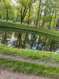 Scenic view of lake in forest