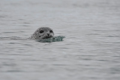 Wild seal in the jökulsarlon glacier lagoon