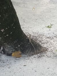 High angle view of lizard on tree trunk