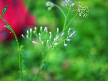 Close-up of raindrops on purple flowering plant