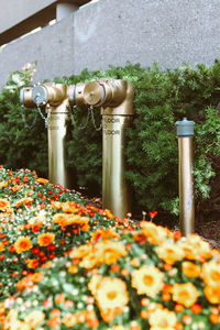 Close-up of flowering plants