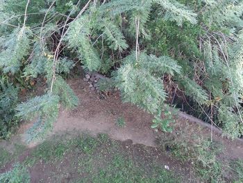 High angle view of trees growing on field in forest