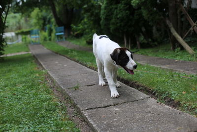 Dog walking on footpath