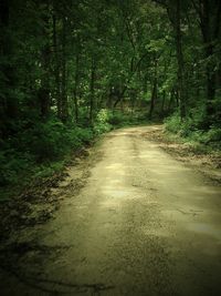 Dirt road amidst trees in forest