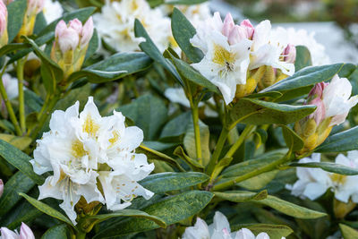 Close-up of white flowering plant