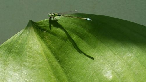 Close-up of grasshopper on leaf