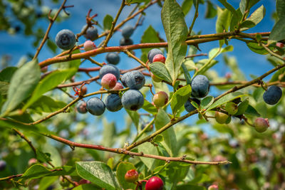 Close-up of berries growing on tree