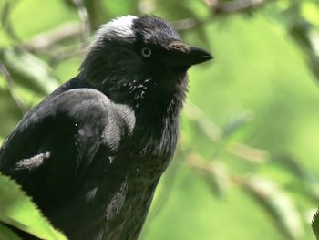 Close-up of bird