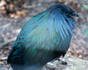 Close-up of bird perching