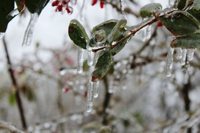 Close-up of frozen plant