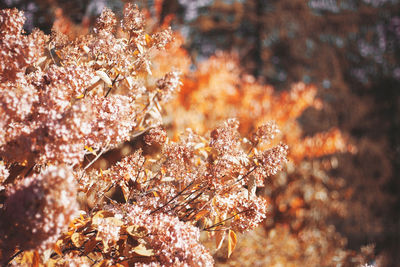 Close-up of cherry blossom tree during autumn