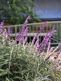 Close-up of purple flowering plants