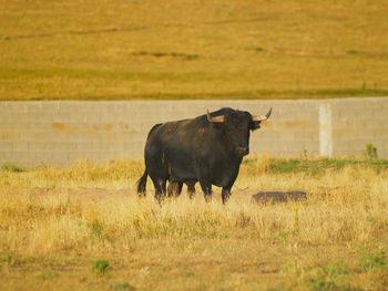 Bull standing on field