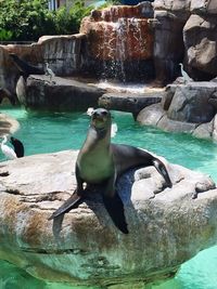 Bird perching on rock