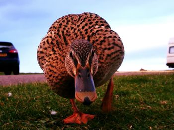 Close-up of bird on field