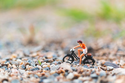 Close-up of insect on rock