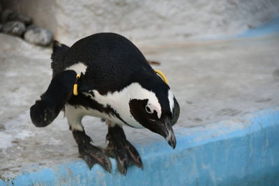 Side view of a bird in water