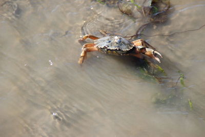 High angle view of crab in water
