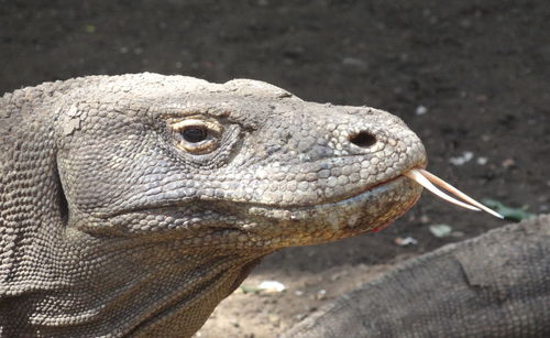 Close-up of a lizard