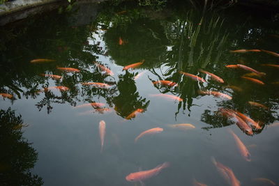 High angle view of fish swimming in pond