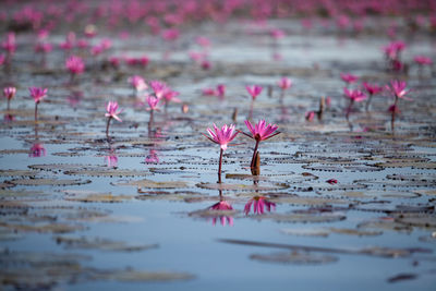 Close-up of pink water lily in lake