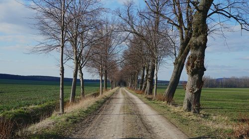 Dirt road amidst trees in germany