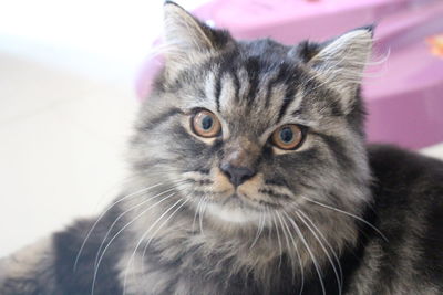 Close-up portrait of tabby cat