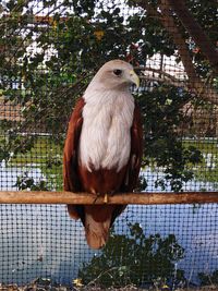 Close-up of bird perching in cage against fence