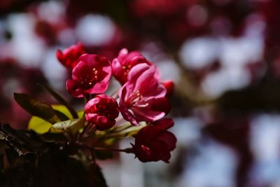 Close-up of red flowering plant