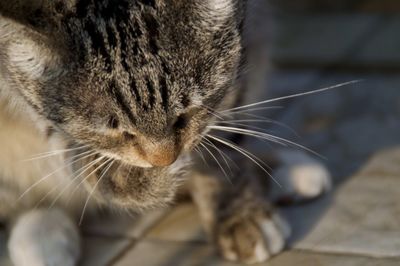 Close-up of cat