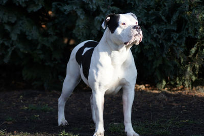 White dog standing on field