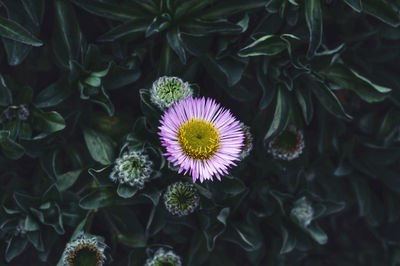 High angle view of pink flowering plant