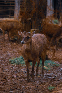 Deer standing on field