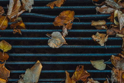 High angle view of yellow maple leaves fallen on manhole