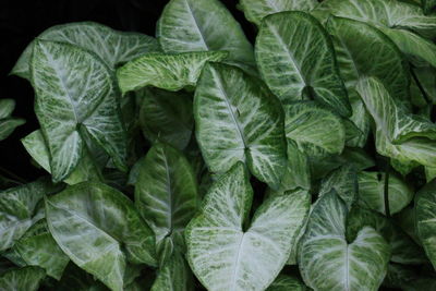 Full frame shot of fresh green leaves