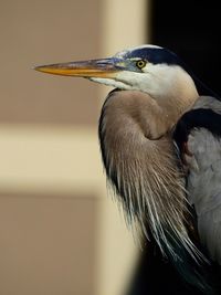 Close-up of a bird