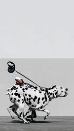 dalmatian