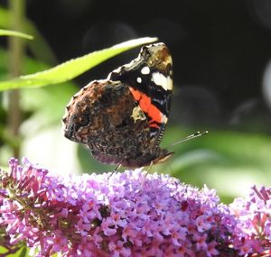 Close-up of butterfly perching on flower