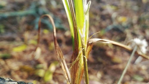 Close-up of wheat growing on field