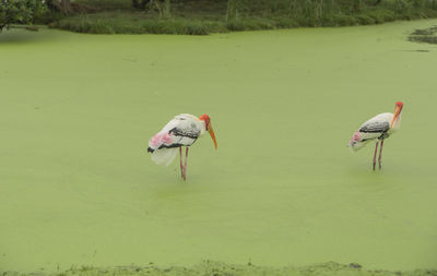 View of birds on lake