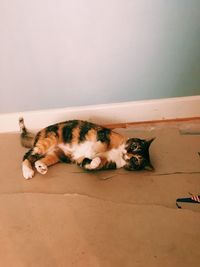 High angle view of cat relaxing on floor