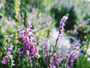 Close-up of purple flowers