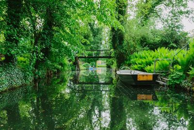 Reflection of trees in water