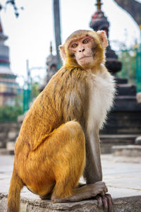 Close-up of monkey sitting on wall