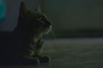 Close-up of cat sitting outdoors