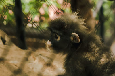 Close-up of a monkey