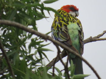 Low angle view of parrot perching on branch