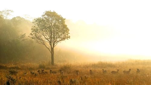 Trees on field against sky during foggy weather