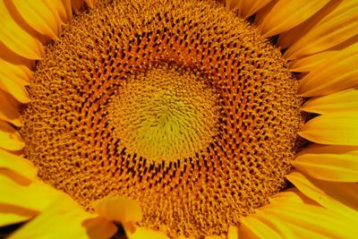 Full frame shot of sunflower